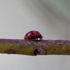 Rodolia sp. (genus) (A ladybird) at Acton, ACT - 14 Jan 2023 by KorinneM