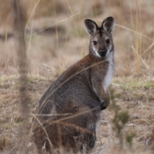 Notamacropus rufogriseus at Rendezvous Creek, ACT - 8 Aug 2024 02:47 PM