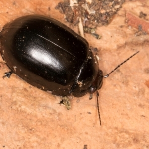 Paropsisterna angustipes at Belconnen, ACT - 14 Aug 2024