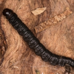 Lepidoptera unclassified IMMATURE (caterpillar or pupa or cocoon) at Belconnen, ACT - 14 Aug 2024 by kasiaaus