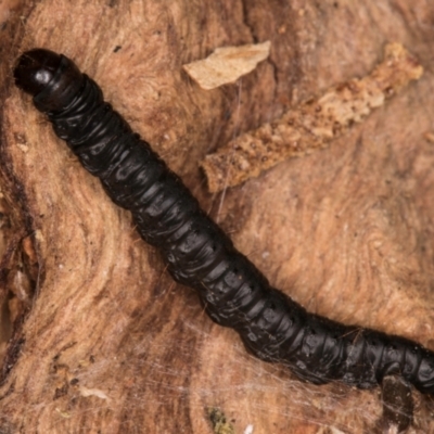 Lepidoptera unclassified IMMATURE (caterpillar or pupa or cocoon) at Belconnen, ACT - 14 Aug 2024 by kasiaaus