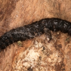 Lepidoptera unclassified IMMATURE at Belconnen, ACT - 14 Aug 2024