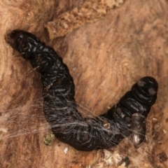 Lepidoptera unclassified IMMATURE at Belconnen, ACT - 14 Aug 2024