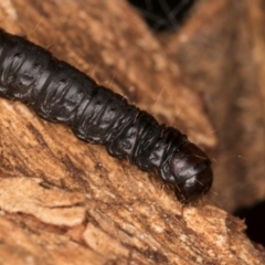 Lepidoptera unclassified IMMATURE at Belconnen, ACT - 14 Aug 2024