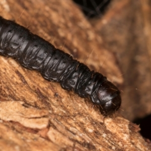 Lepidoptera unclassified IMMATURE at Belconnen, ACT - 14 Aug 2024