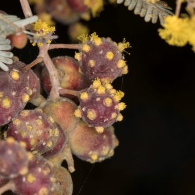 Trichilogaster sp. (genus) (Acacia gall wasp) at Belconnen, ACT - 14 Aug 2024 by kasiaaus