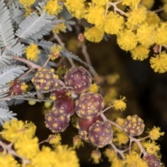 Trichilogaster sp. (genus) at Belconnen, ACT - 14 Aug 2024