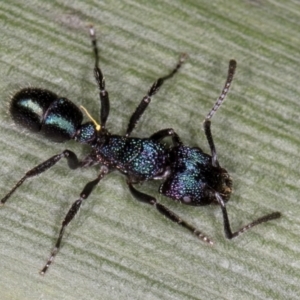 Rhytidoponera metallica at Belconnen, ACT - 14 Aug 2024