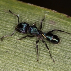 Rhytidoponera metallica at Belconnen, ACT - 14 Aug 2024