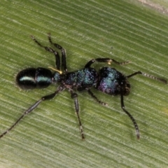 Rhytidoponera metallica at Belconnen, ACT - 14 Aug 2024 04:51 PM