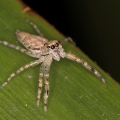 Helpis minitabunda (Threatening jumping spider) at Belconnen, ACT - 14 Aug 2024 by kasiaaus