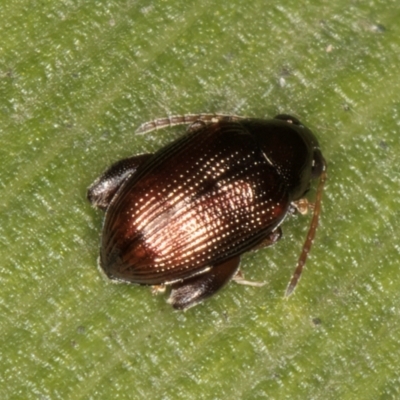 Chaetocnema sp. (a flea beetle) at Belconnen, ACT - 14 Aug 2024 by kasiaaus