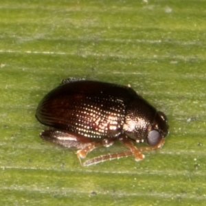 Chaetocnema sp. at Belconnen, ACT - 14 Aug 2024