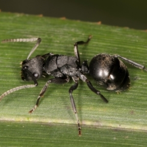 Polyrhachis phryne at Belconnen, ACT - 14 Aug 2024 04:54 PM