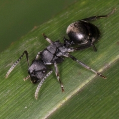 Polyrhachis phryne at Belconnen, ACT - 14 Aug 2024 04:54 PM