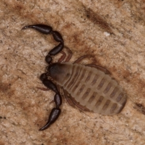 Conicochernes sp. (genus) at Belconnen, ACT - 14 Aug 2024