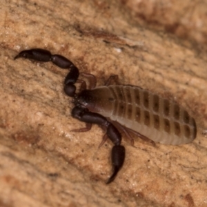 Conicochernes sp. (genus) at Belconnen, ACT - 14 Aug 2024