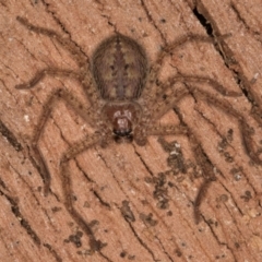 Isopeda canberrana (Canberra Huntsman Spider) at Belconnen, ACT - 14 Aug 2024 by kasiaaus