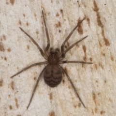 Unverified Spider at Belconnen, ACT - 14 Aug 2024 by kasiaaus
