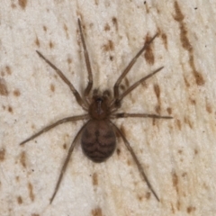 Unidentified Spider (Araneae) at Belconnen, ACT - 14 Aug 2024 by kasiaaus