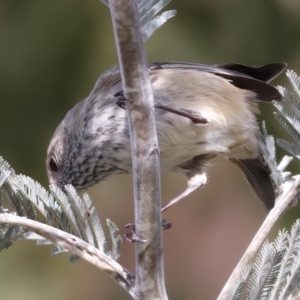 Acanthiza pusilla at Rendezvous Creek, ACT - 8 Aug 2024