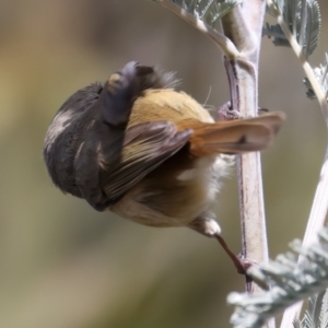 Acanthiza pusilla at Rendezvous Creek, ACT - 8 Aug 2024