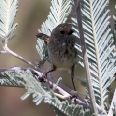 Acanthiza pusilla at Rendezvous Creek, ACT - 8 Aug 2024