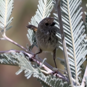 Acanthiza pusilla at Rendezvous Creek, ACT - 8 Aug 2024