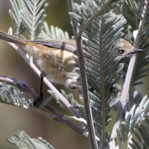 Acanthiza pusilla at Rendezvous Creek, ACT - 8 Aug 2024