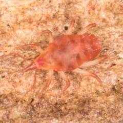 Bdellidae sp. (family) (Unidentified Snout Mite) at Belconnen, ACT - 14 Aug 2024 by kasiaaus