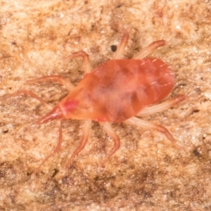 Bdellidae sp. (family) at Belconnen, ACT - 14 Aug 2024