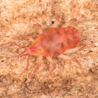 Bdellidae sp. (family) (Unidentified Snout Mite) at Belconnen, ACT - 14 Aug 2024 by kasiaaus