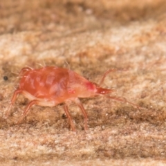 Bdellidae sp. (family) at Belconnen, ACT - 14 Aug 2024