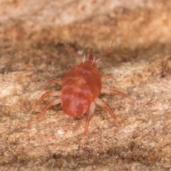 Bdellidae sp. (family) at Belconnen, ACT - 14 Aug 2024