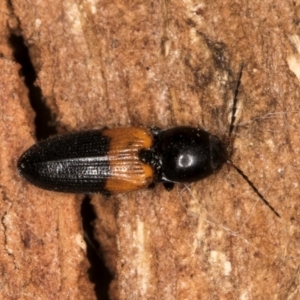 Paracardiophorus dimidiatus at suppressed - 14 Aug 2024