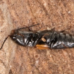 Paracardiophorus dimidiatus at suppressed - 14 Aug 2024