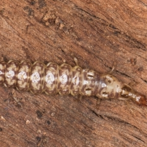 Osmylidae sp. (family) at Belconnen, ACT - 14 Aug 2024