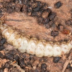 Osmylidae sp. (family) at Belconnen, ACT - 14 Aug 2024 05:09 PM