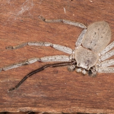 Isopeda canberrana (Canberra Huntsman Spider) at Belconnen, ACT - 14 Aug 2024 by kasiaaus