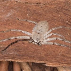 Isopeda canberrana at Belconnen, ACT - 14 Aug 2024 05:10 PM