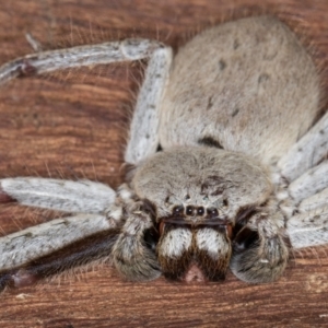 Isopeda canberrana at Belconnen, ACT - 14 Aug 2024 05:10 PM