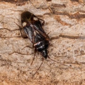 Myocara australe at Belconnen, ACT - 14 Aug 2024