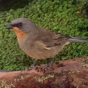 Pachycephala inornata at Earlston, VIC - 5 Apr 2019