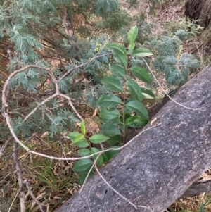 Ligustrum lucidum at Hackett, ACT - 13 Aug 2024