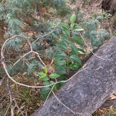 Ligustrum lucidum (Large-leaved Privet) at Hackett, ACT - 13 Aug 2024 by waltraud