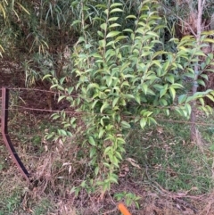 Ligustrum lucidum at Hackett, ACT - 13 Aug 2024 05:25 PM