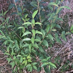 Ligustrum lucidum at Hackett, ACT - 13 Aug 2024 05:25 PM