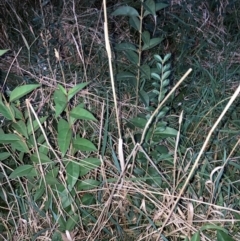 Ligustrum lucidum at Hackett, ACT - 13 Aug 2024