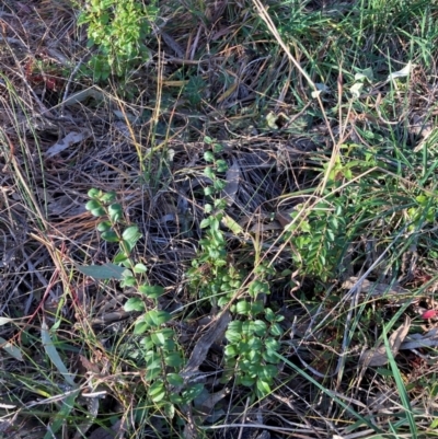 Ligustrum sinense (Narrow-leaf Privet, Chinese Privet) at Hackett, ACT - 13 Aug 2024 by waltraud