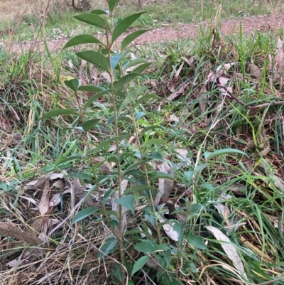 Ligustrum lucidum (Large-leaved Privet) at Hackett, ACT - 13 Aug 2024 by waltraud